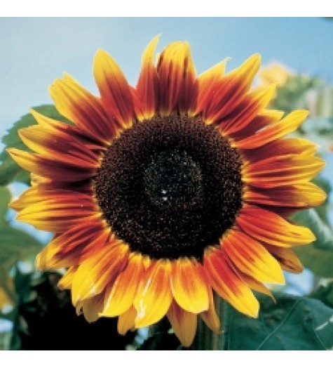 بذر آفتابگردان زینتی حنایی